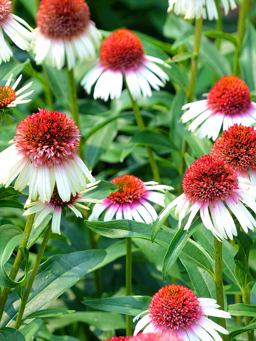 Zamów jeżówkę 'Echinacea Strawberry and Cream (Jeżówką)' w DutchGrown™ z wysyłką na wiosnę i ciesz się najwyższej jakości odkrytymi korzeniami!