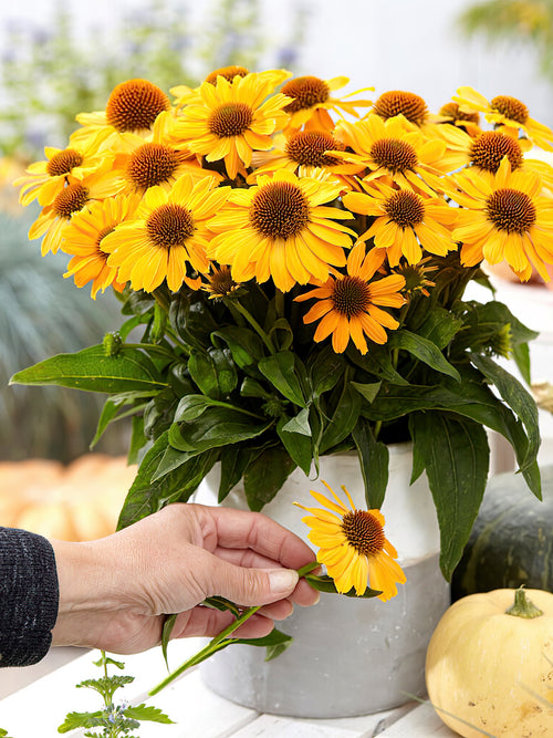 Zamów jeżówkę 'Echinacea Tweety (Jeżówką)' w DutchGrown™ z wysyłką na wiosnę i ciesz się najwyższej jakości odkrytymi korzeniami!