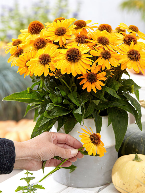 Zamów jeżówkę 'Echinacea Tweety (Jeżówką)' w DutchGrown™ z wysyłką na wiosnę i ciesz się najwyższej jakości odkrytymi korzeniami!