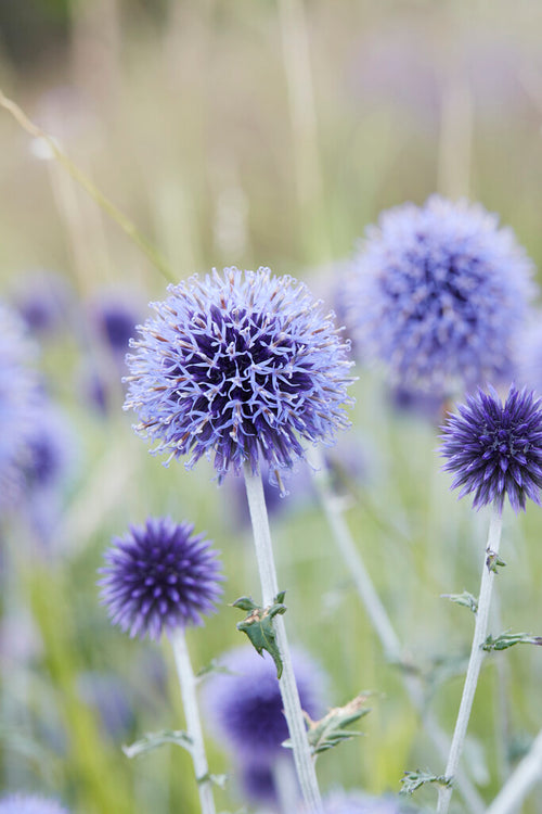 Przegorzan Blue Globe