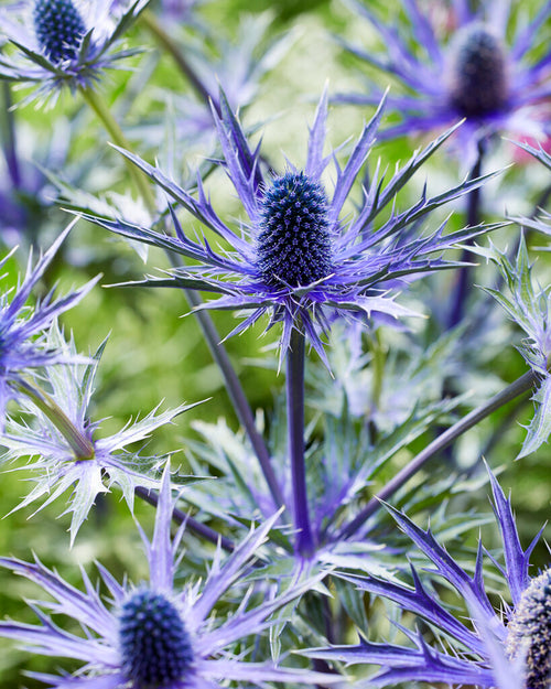Zamów jeżówkę 'Eryngium Jos Eijking' w DutchGrown™ z wysyłką na wiosnę i ciesz się najwyższej jakości odkrytymi korzeniami! Mikołajek płaskolistny