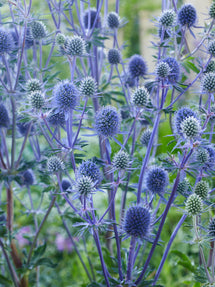 Mikołajek płaskolistny (Eryngium) Planum