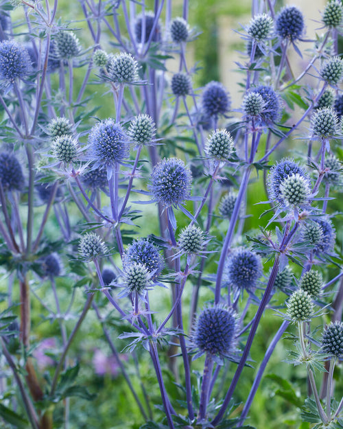 Mikołajek płaskolistny (Eryngium) Planum