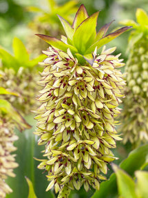 Eukomis	Bicolor (Pineapple Lily)