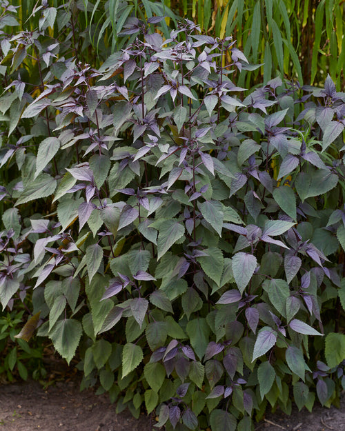 Sadziec Chocolate (Eupatorium)