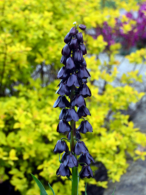 Szachownica perska ‘Purple Dynamite’ w ogrodzie