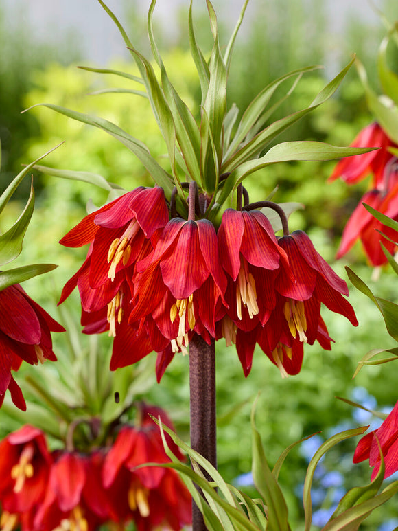 Szachownica perska Red Beauty