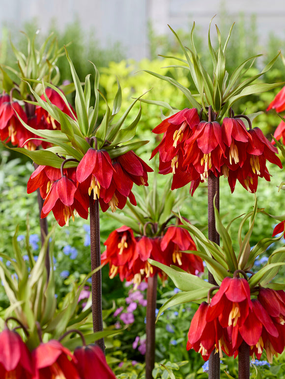 Szachownica perska Red Beauty