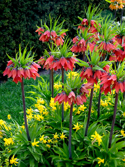Szachownica perska Red Beauty