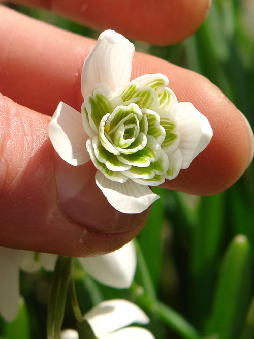 Śnieżyczka Galanthus Nivalis Flore Pleno (Przebiśnieg) 