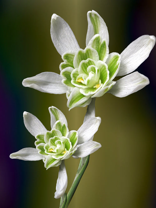 Śnieżyczka Galanthus Nivalis Flore Pleno (Przebiśnieg) 