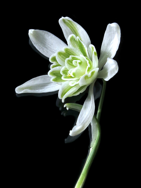 Galanthus Nivalis Flore Pleno (Przebiśnieg) 