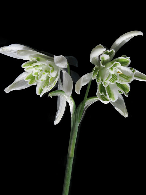 Galanthus Nivalis Flore Pleno (Przebiśnieg) 