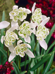 Galanthus Nivalis Flore Pleno (Przebiśnieg)