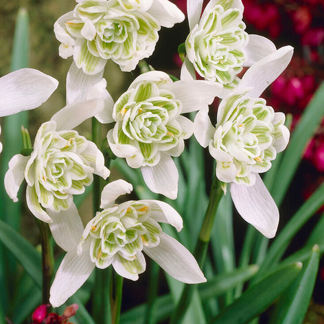Śnieżyczka pełnokwiatowa Galanthus Nivalis Flore Pleno