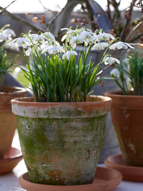 Śnieżyczka Galanthus Nivalis Flore Pleno (Przebiśnieg) 