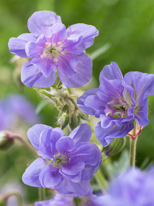 Zamów 'Geranium Azure Skies' w DutchGrown™ z wysyłką na wiosnę i ciesz się najwyższej jakości odkrytymi korzeniami!