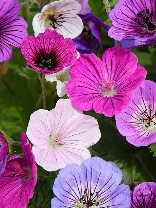 Mieszanka Geranium Bullseye