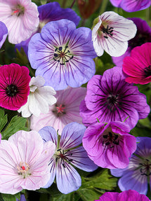 Mieszanka Geranium Bullseye