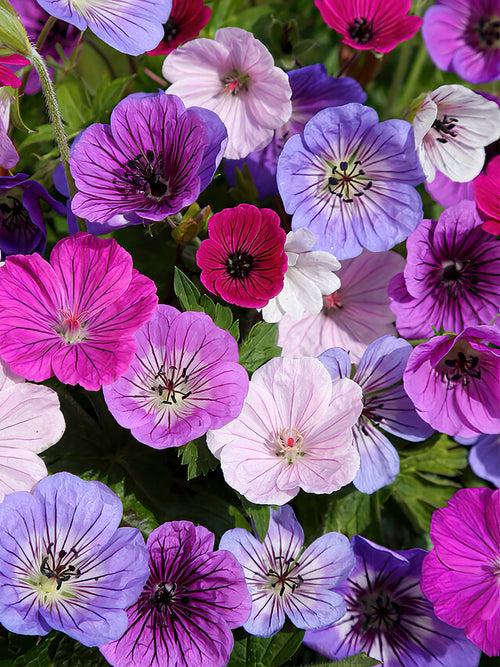 Mieszanka Geranium Bullseye