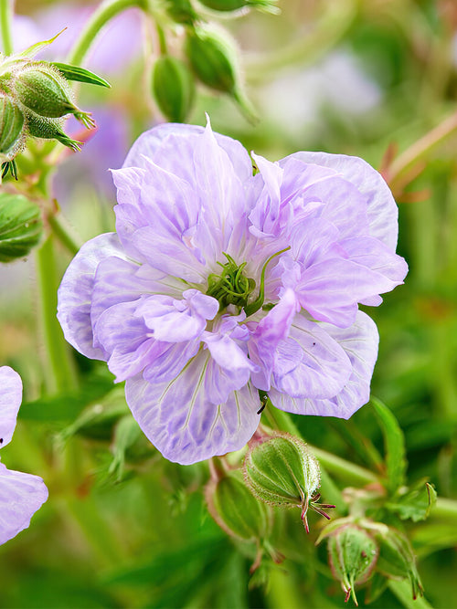 Zamów 'Geranium Cloud Nine' w DutchGrown™ z wysyłką na wiosnę i ciesz się najwyższej jakości odkrytymi korzeniami!