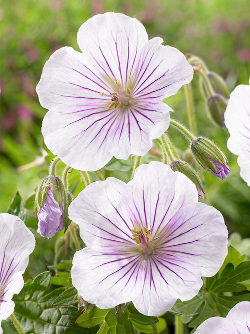 Zamów 'Geranium Derrick Cook' w DutchGrown™ z wysyłką na wiosnę i ciesz się najwyższej jakości odkrytymi korzeniami!