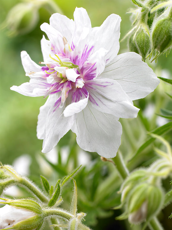 Zamów 'Geranium Double Jewel' w DutchGrown™ z wysyłką na wiosnę i ciesz się najwyższej jakości odkrytymi korzeniami!