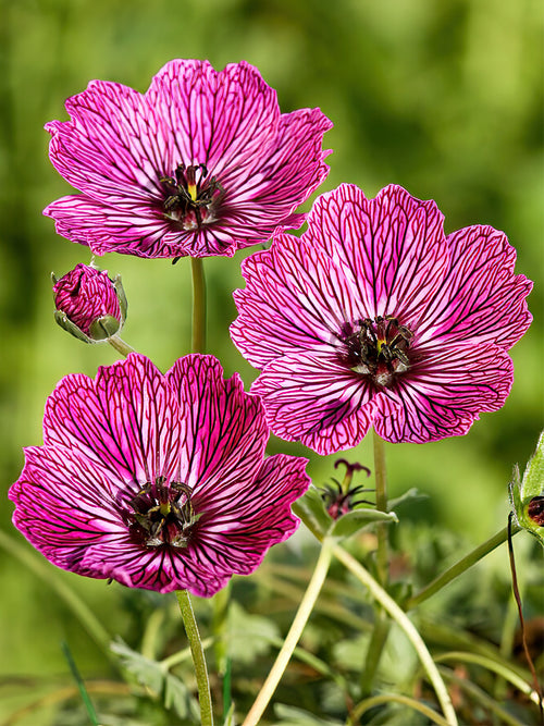 Zamów 'Geranium Jolly Jewel Lilac' w DutchGrown™ z wysyłką na wiosnę i ciesz się najwyższej jakości odkrytymi korzeniami!