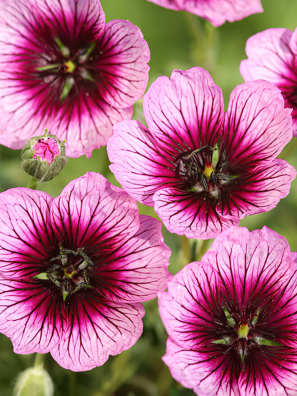 Zamów 'Geranium Jolly Jewel Violet' w DutchGrown™ z wysyłką na wiosnę i ciesz się najwyższej jakości odkrytymi korzeniami!