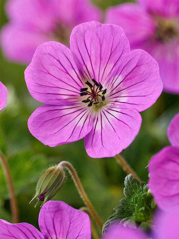Zamów 'Geranium Kelly Anne' w DutchGrown™ z wysyłką na wiosnę i ciesz się najwyższej jakości odkrytymi korzeniami!