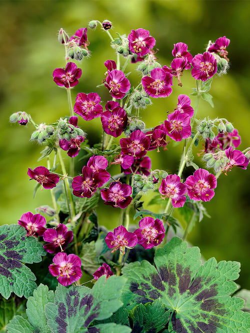 Zamów 'Geranium Samobor' w DutchGrown™ z wysyłką na wiosnę i ciesz się najwyższej jakości odkrytymi korzeniami!