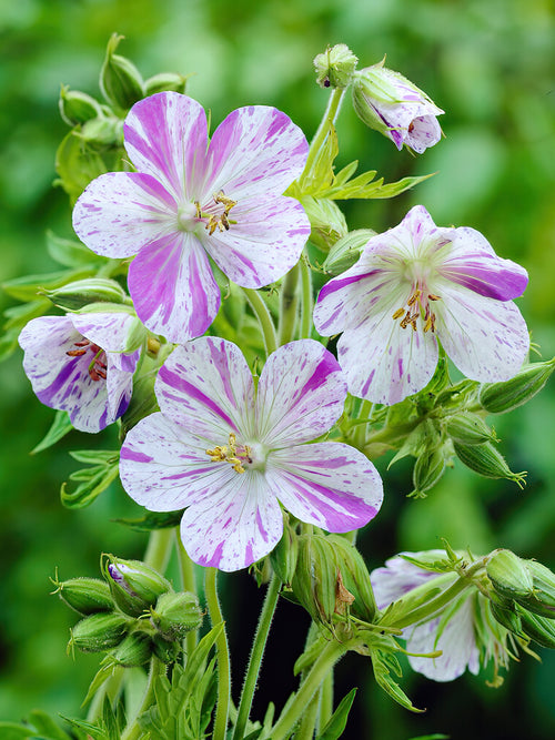 Zamów 'Geranium Splish Splash' w DutchGrown™ z wysyłką na wiosnę i ciesz się najwyższej jakości odkrytymi korzeniami!