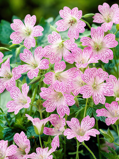 Zamów 'Geranium Versicolor' w DutchGrown™ z wysyłką na wiosnę i ciesz się najwyższej jakości odkrytymi korzeniami!