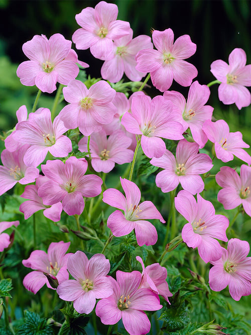 Zamów 'Geranium Wargrave Pink' w DutchGrown™ z wysyłką na wiosnę i ciesz się najwyższej jakości odkrytymi korzeniami!