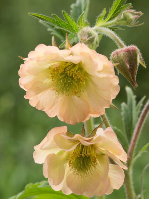 Kuklik Apricot Pearl (Geum)