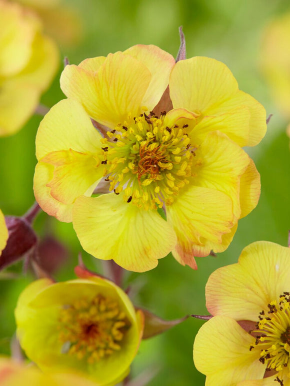 Kuklik Tequila Sunrise (Geum)