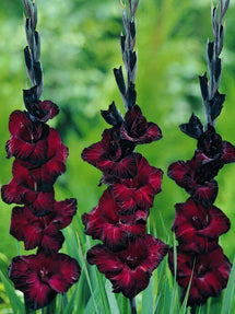 Mieczyk Black Star (Gladiolus)