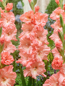 Mieczyk Blushed Look (Gladiolus)