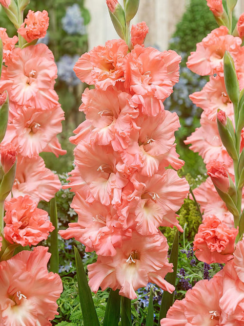 Mieczyk Blushed Look (Gladiolus)