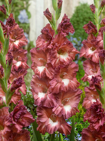 Mieczyk Cappucino (Gladiolus)