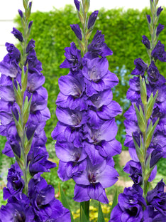 Mieczyk Cookie (Gladiolus)