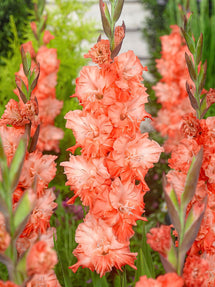 Mieczyk Coral Crush (Gladiolus)