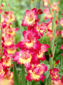 Mieczyk Far West (Gladiolus)