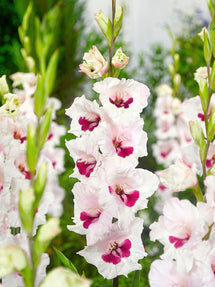 Mieczyk Fiorentina (Gladiolus)