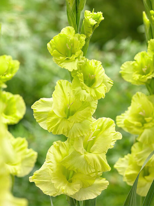 Mieczyk Green Star (Gladiolus)