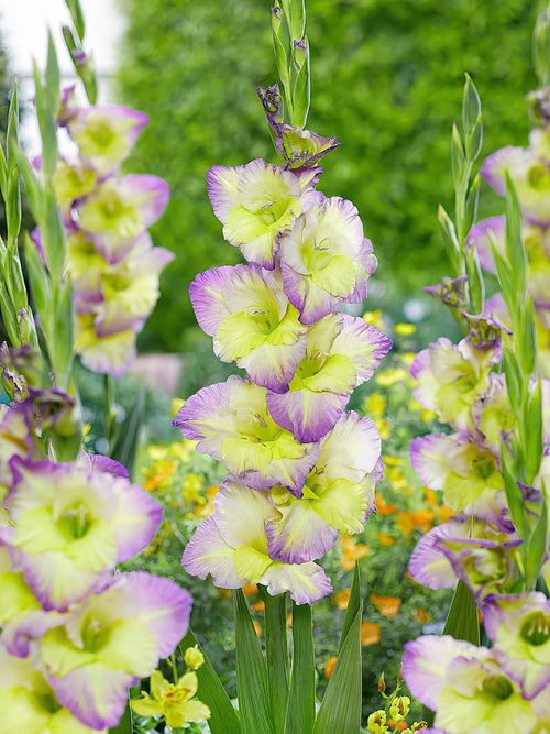 Mieczyk Moonlight Shadow (Gladiolus)