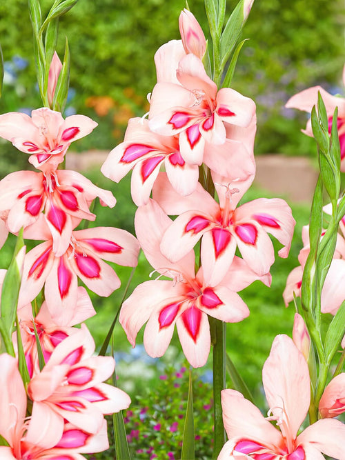 Mieczyk Nanus Impressive (Gladiolus)
