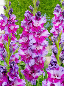 Mieczyk Purple Art (Gladiolus)
