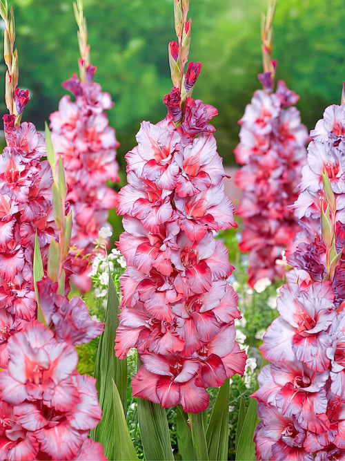 Mieczyk Teds Trump (Gladiolus)