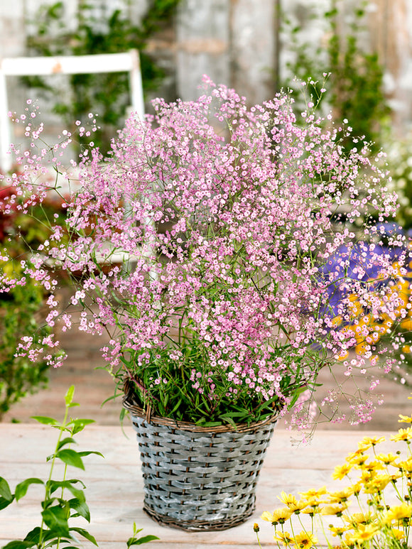 Łyszczec wiechowaty różowy (Gypsophila)